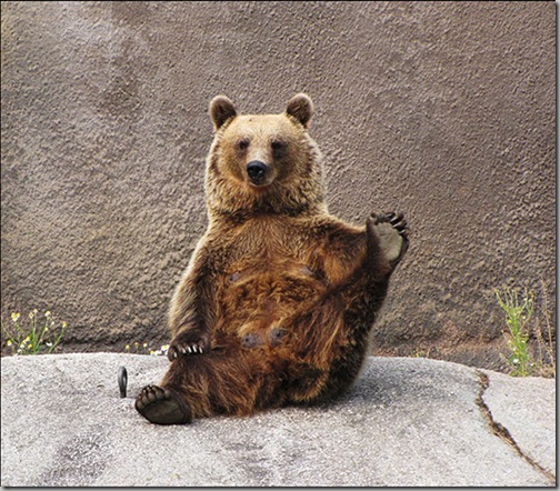 Yoga Bear 3