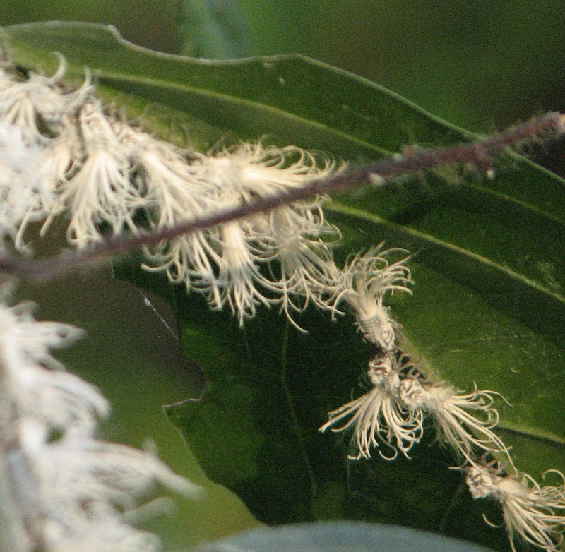 Kheriya Insect India Travel Forum | IndiaMike.com
