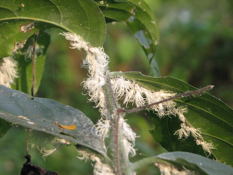 Bharwad Insect India Travel Forum | IndiaMike.com