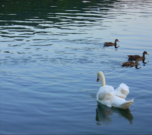Android application Swan Lake-Live Wallpaper! screenshort