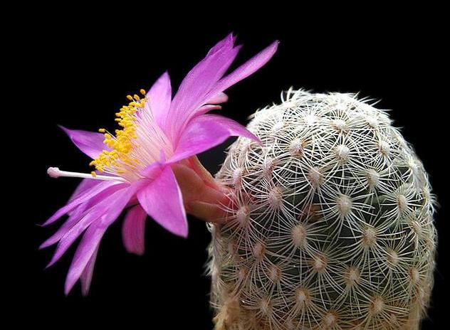 Have you seen a Blooming Cactus?