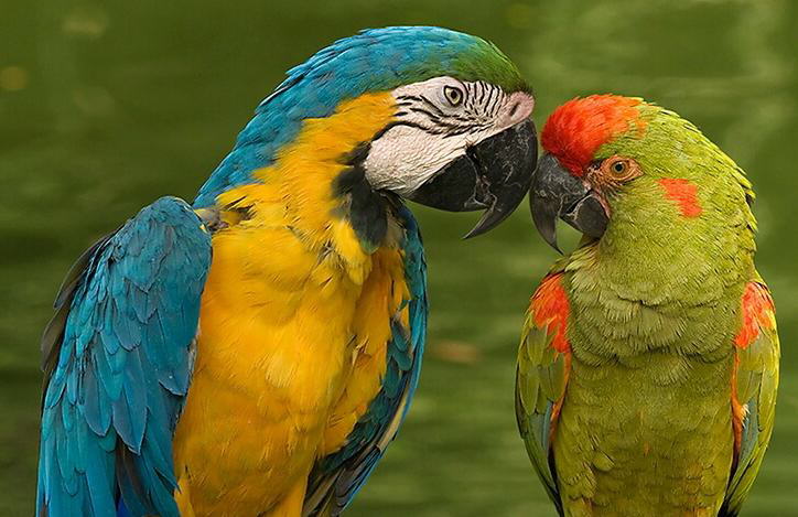 Colorful World of Parrots