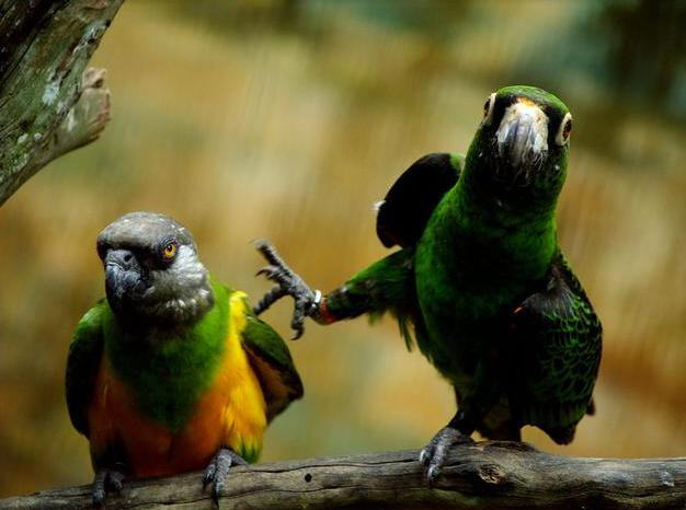 Colorful World of Parrots