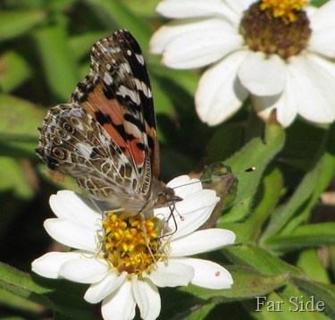 Painted Lady Butterfly on a White Zinnia