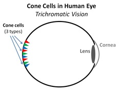 Human Eye Cones