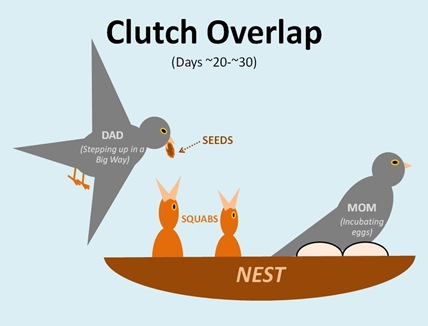 Clutch Overlap