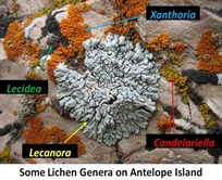 Lichen Genera Antelope[4]
