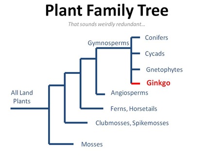Plant Family Tree
