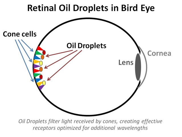 [Bird Eye Cones Droplets[4].jpg]