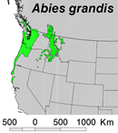 Abies_grandis_map