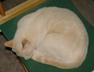 curled up cat