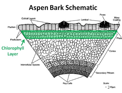 Aspen Bark Schematic CLayer