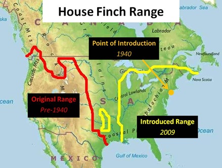 house finch range captions