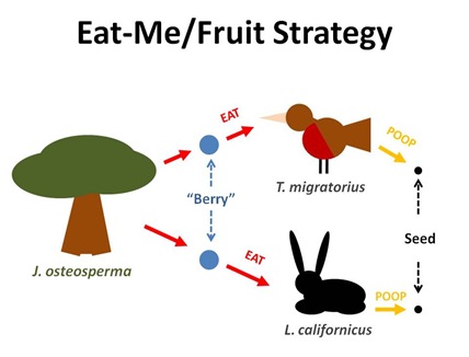 EatMe Fruit Strategy