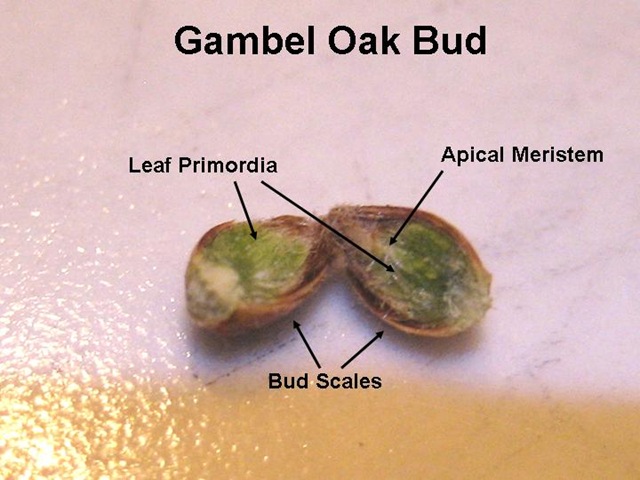 [Gambel Bud[4].jpg]