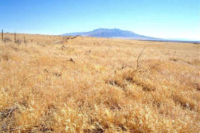 [cheatgrass5.jpg]