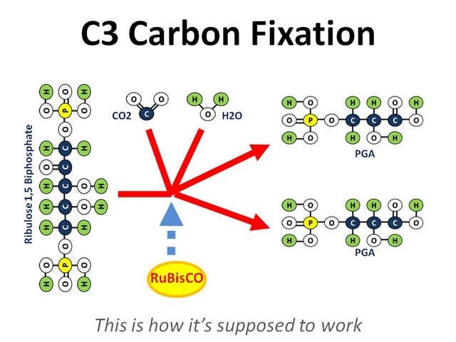 [C3 Fixation[4].jpg]