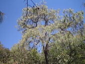 Pinus Lumholzi