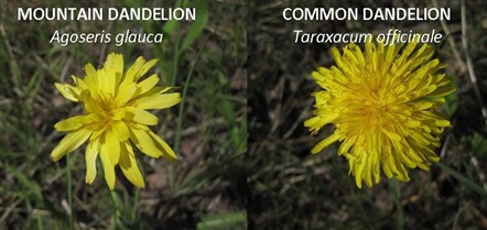 Dandelion compare