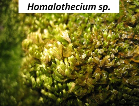 Homalothecium Closeup