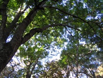 Big oaks in arroyo on C Pinones