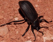 darkling beetle2