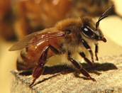 800px-Honeybee-27527-1