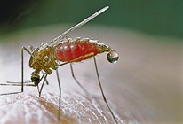 western malaria mosquito