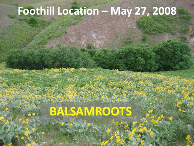 [Balsamroot Foothills[4].jpg]