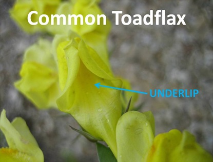 Toadflax Underlip