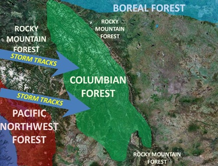 CF Forest Map