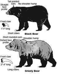 black_grizzly_bear_comparison_oep