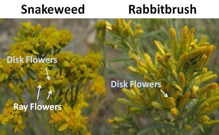 Snakeweed Rabbitbrush Flower closeup
