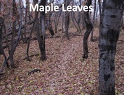 Maple trail