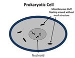 ProkaryoticCell4
