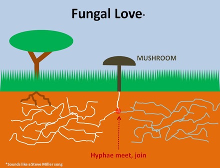 Fungal Love