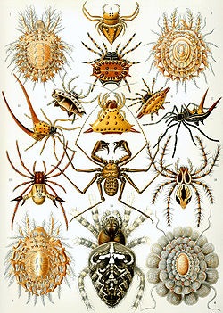 [250px-Haeckel_Arachnida[5].jpg]