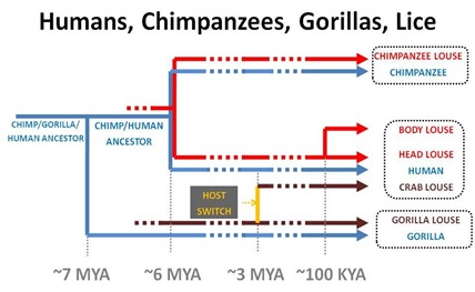 Evo Chimp Human Gorilla Lice cut
