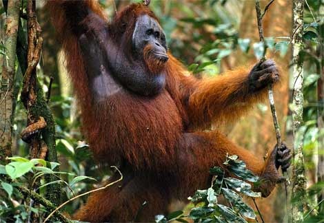 [orangutantravelingforest5.jpg]