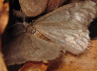 Mill Creek Moth