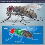 housefly-anatomy