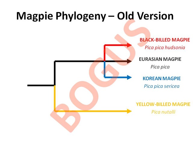 [Bogus Phylogeny[4].jpg]