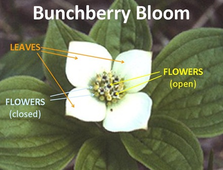 Bunchberry Caption