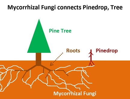 Myco-pinedrop