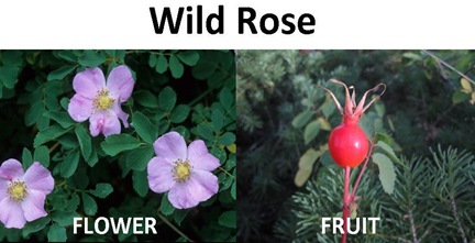 Wild Rose compare