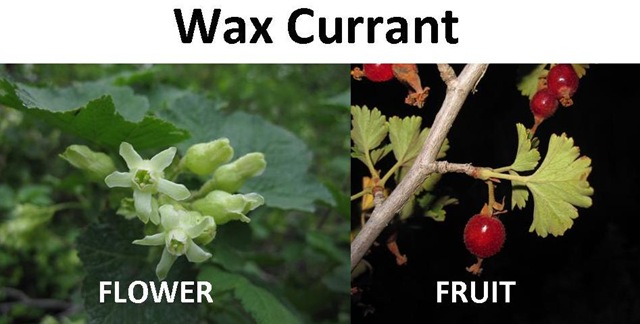 [wax currant compare[4].jpg]