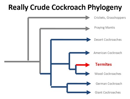 Roach Phylogeny