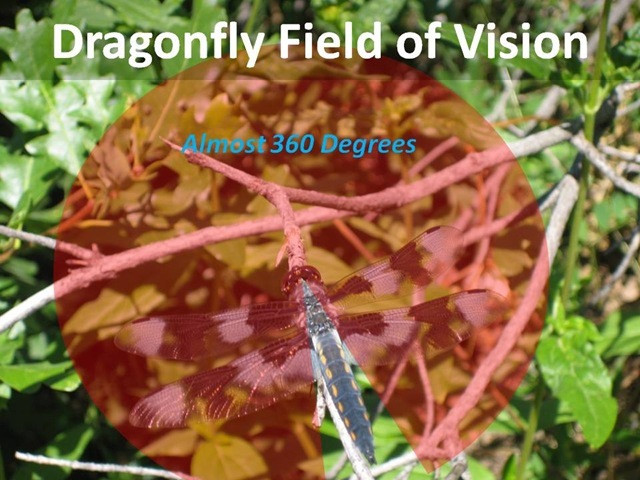 [Dragonfly Field Vision[5][5].jpg]