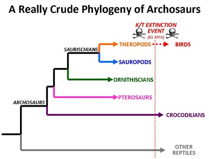 Archo Phylogeny
