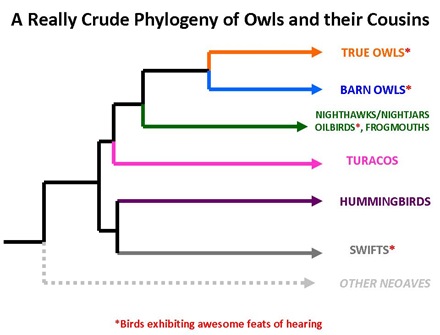 Owl Phylogeny